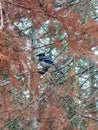 A blue jay is perched on a pine tree in the woods by Mew Lake of Algonquin Park, Ontario, Canada. Royalty Free Stock Photo