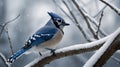 Blue Jay Perched on Snowy Branch During Winter Season with Soft Falling Snow Royalty Free Stock Photo