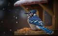 A blue jay perched on a snow shelter in winter gazing through negative space filled with falling snowflakes, generative AI