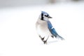 Blue jay perched on a stick Royalty Free Stock Photo