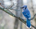 Blue Jay Perched Royalty Free Stock Photo