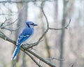 Blue Jay Perched Royalty Free Stock Photo