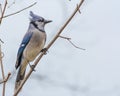Blue Jay Perched Royalty Free Stock Photo