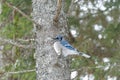 Blue Jay Perched on a Tree Branch Royalty Free Stock Photo