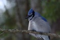 Blue Jay Perched on a Tree Branch Royalty Free Stock Photo