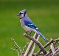 Blue Jay Perched on Tree Branches