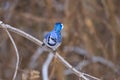 A colorful Blue Jay perched on a small tree limb Royalty Free Stock Photo