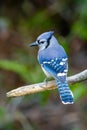 A Blue Jay is perched on a tree limb