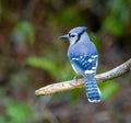 A Blue Jay is perched on a tree limb Royalty Free Stock Photo