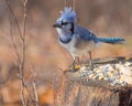 Blue Jay Perched Royalty Free Stock Photo