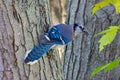 Blue Jay