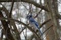 Blue Jay perched in a tree in winter