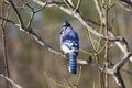 Blue jay perched on winter tree branch Royalty Free Stock Photo