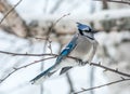 Blue Jay Perched in a Woody Area of Birch and Aspen, Quebec, Canada