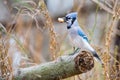 Blue Jay Perching With Peanut