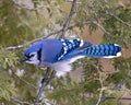 Blue Jay Photo and Image. Close-up perched on a cedar branch with a blur forest background in the forest environment and habitat Royalty Free Stock Photo