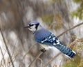 Blue Jay Photo and Image. Close-up perched on a cedar branch with a blur forest background in the forest environment and habitat Royalty Free Stock Photo