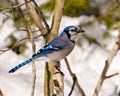 Blue Jay Photo and Image. Close-up profile side view perched on a branch against a winter backdrops in its environment and Royalty Free Stock Photo