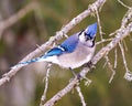 Blue Jay Photo and Image. Close-up side view perched on a branch with a blur soft background in the forest environment and Royalty Free Stock Photo