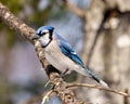 Blue Jay Photo and Image. Close-up side view perched on a branch with a blur soft background in the forest environment and habitat Royalty Free Stock Photo