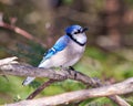 Blue Jay Photo and Image. Close-up side view perched on a branch with forest blur background in its environment and habitat Royalty Free Stock Photo