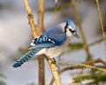 Blue Jay Photo and Image. Close-up side view, perched on a tree branch with blur background in its environment and habitat Royalty Free Stock Photo