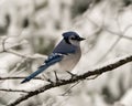 Blue Jay Photo. Perched on a branch in the winter season with falling snow and a blur background in its environment and habitat Royalty Free Stock Photo