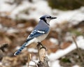 Blue Jay Photo Stock. Perched on a branch in the winter season with a blur background in its enviromnent and habitat displaying Royalty Free Stock Photo