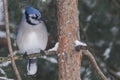 Blue Jay in pine tree Royalty Free Stock Photo