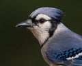 A Blue Jay Portrait Royalty Free Stock Photo