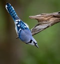 A Blue Jay Portrait Royalty Free Stock Photo