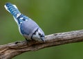 A Blue Jay Portrait Royalty Free Stock Photo