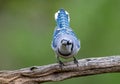 A Blue Jay Portrait Royalty Free Stock Photo