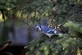 Blue Jay relaxing in a pine tree in Michigan Royalty Free Stock Photo