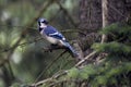 Blue Jay relaxing in a pine tree in Michigan Royalty Free Stock Photo