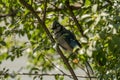 Blue jay resting in a bush Royalty Free Stock Photo
