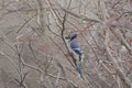 Blue Jay resting in a multitude of branches in spring Royalty Free Stock Photo