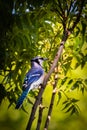 Blue Jay resting on a tree branch Royalty Free Stock Photo
