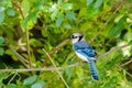 Blue Jay Resting on a Tree Limb Royalty Free Stock Photo