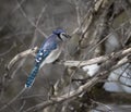 Blue Jay in a bare tree with a seed Royalty Free Stock Photo