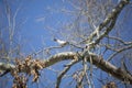 Blue Jay Sharpening Its Beak