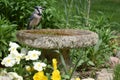Blue Jay C. cristata sitting on birdbath