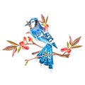 A blue jay is sitting on a branch with berries. Hand-drawn illustration on a white background. A lonely bird on a branch. Suitable Royalty Free Stock Photo