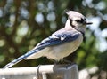 Blue Jay Sitting on Fence Royalty Free Stock Photo