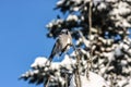 Blue Jay sitting on a limb Royalty Free Stock Photo