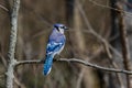 Blue Jay sitting on a small branch Royalty Free Stock Photo