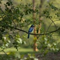 Blue jay sitting on a tree branch Royalty Free Stock Photo