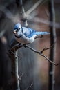 Blue Jay Royalty Free Stock Photo