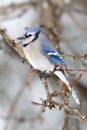 Blue Jay In Snow Royalty Free Stock Photo