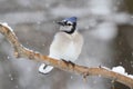 Blue Jay In Snow Royalty Free Stock Photo